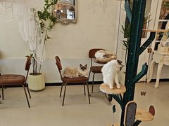 -共舞时光猫咖·狗咖(新街口店)