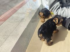 -芭比堂动物医院·CT·微创中心(新顺分院)