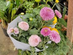 -桂林市花鸟市场