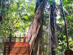 -海南热带雨林国家公园吊罗山景区