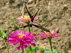 -杭州湾海上花田景区