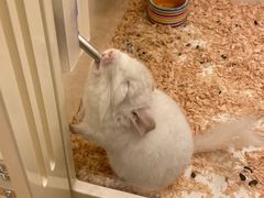 -龙猫仔乐园(惠福东路店)