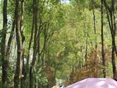 -合肥滨湖国家森林公园