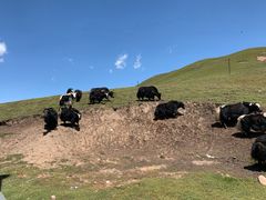 -青海湖国家重点风景名胜区