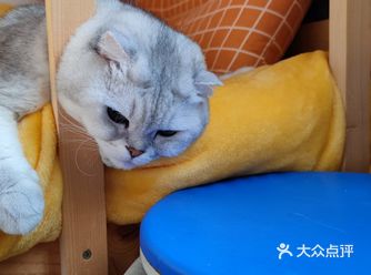 晚睡晚起会让主子要忍着饿等着你给它们喂食