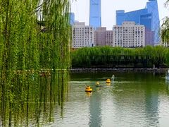 -团结湖公园