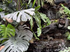 -Fern Forest Cafe