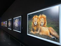 -罗红摄影艺术馆