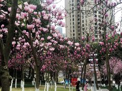 -重庆市江北嘴中央商务区中央公园