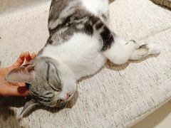 -藏猫猫咖啡主题馆(中央大道店)