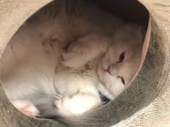 -猫和宫(六道口店)