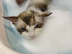 -PETKIT小佩宠物·低压洗护(国顺东路店)