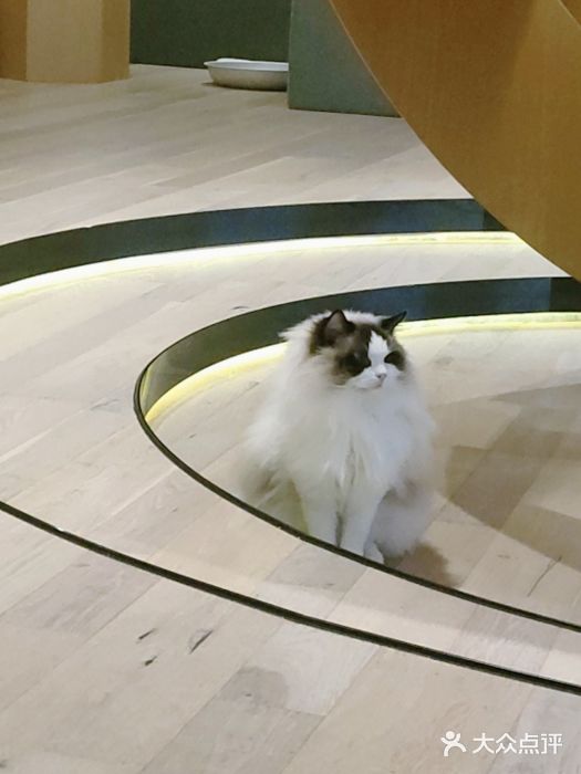 CAT’S MEWSTAR CAFE·喵星球猫屋(晴湾咖啡店)图片