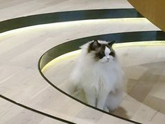 -CAT’S MEWSTAR CAFE·喵星球猫屋(晴湾咖啡店)