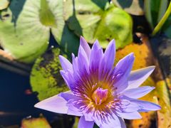 -中国科学院华南植物园