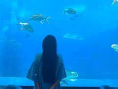 -瑞德姆美人鱼海底演艺主题餐厅(亚龙湾店)