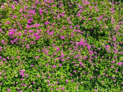 -桤木河湿地公园