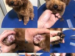 -佳雯宠物医院(金华南路分院)