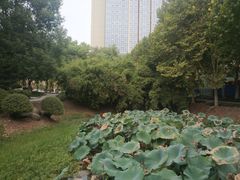 -后襄河公园