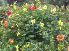 -名花谷生态庄园