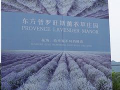 -北京东方普罗旺斯薰衣草庄园