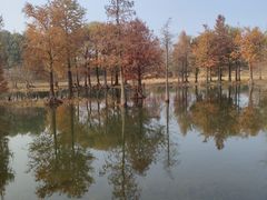 -贡湖湾湿地公园