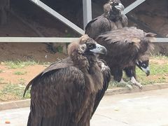 -西霞口神雕山野生动物世界
