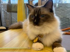-猫在这儿猫咪咖啡馆·撸猫馆