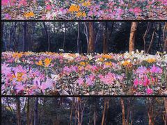 -杭州植物园