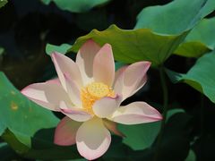 -飞来湖湿地公园