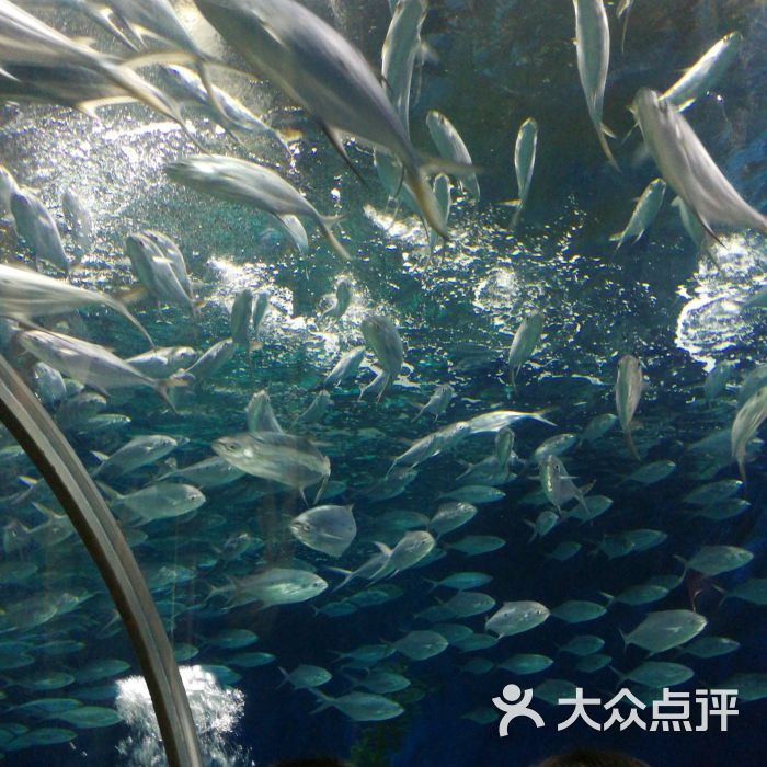 上海海洋水族館圖片 - 第3張