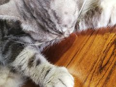 -more than meow吴止猫主题餐厅(承德 中船汇店)