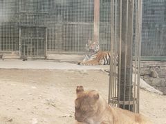 -栾川竹海野生动物园