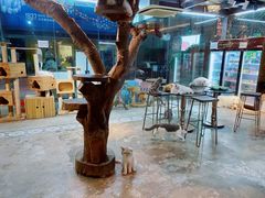 -more than meow吴止猫主题餐厅(承德 中船汇店)