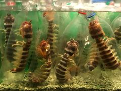 -Isla Sugbu Seafood City