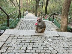 -苏州上方山国家森林公园
