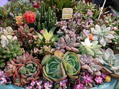 -大自然花鸟鱼虫市场