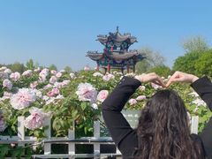 -曹州牡丹园