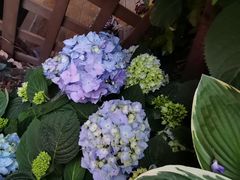 -花到家(富贵鸟花艺行)