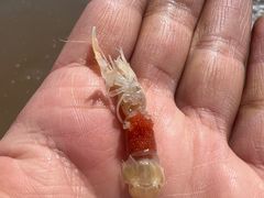 -北戴河东海水浴场