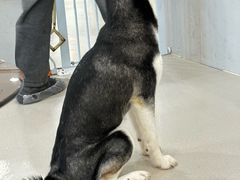 -共舞时光猫咖·狗咖(新街口店)