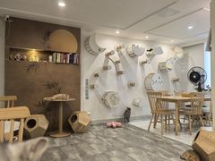 -楼上猫咖(罗湖店)