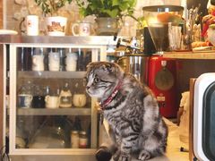 -名猫咖啡馆·撸猫·拼豆