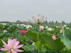 -渌洋湖湿地公园