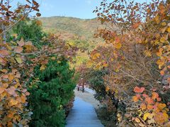 -北京西山国家森林公园