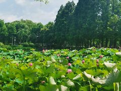 -金银湖国家城市湿地公园