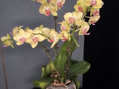 -新荣记(BFC外滩金融中心店)