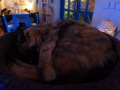 淡定的要死。-Sirena海妖日咖夜酒