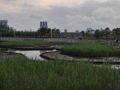 -鹦鹉洲湿地公园