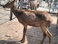 -长白岛森林公园